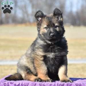 Joy, German Shepherd Puppy